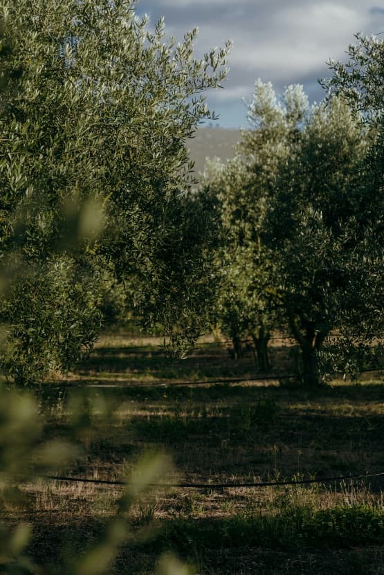 Basso Extra Vergine Bio - Organic Extra Virgin Olive Oil