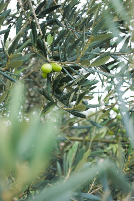 Basso Extra Vergine Bio - Organic Extra Virgin Olive Oil