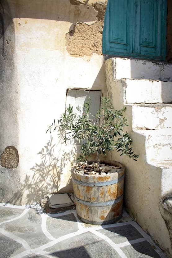 Olio d'oliva sostenibile