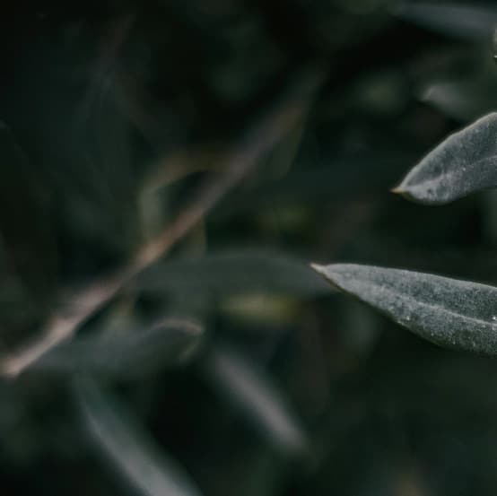 Particolare delle olive