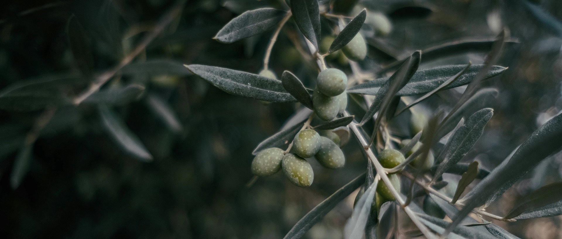 Ramo di ulivo con olive mature